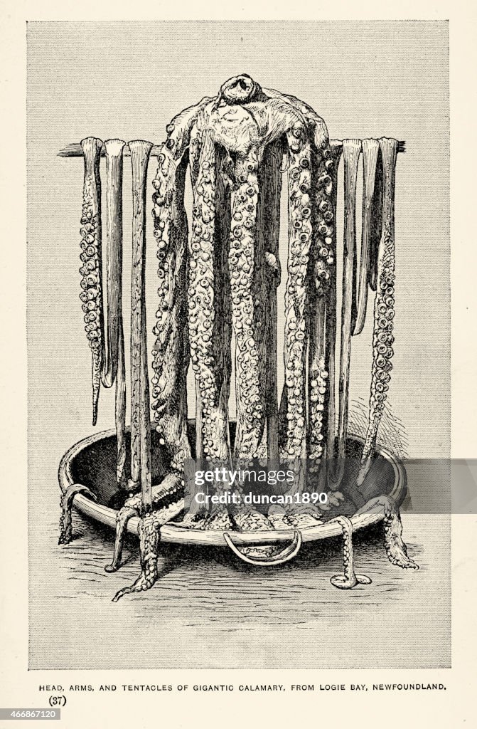 Sea monster - Giant squid