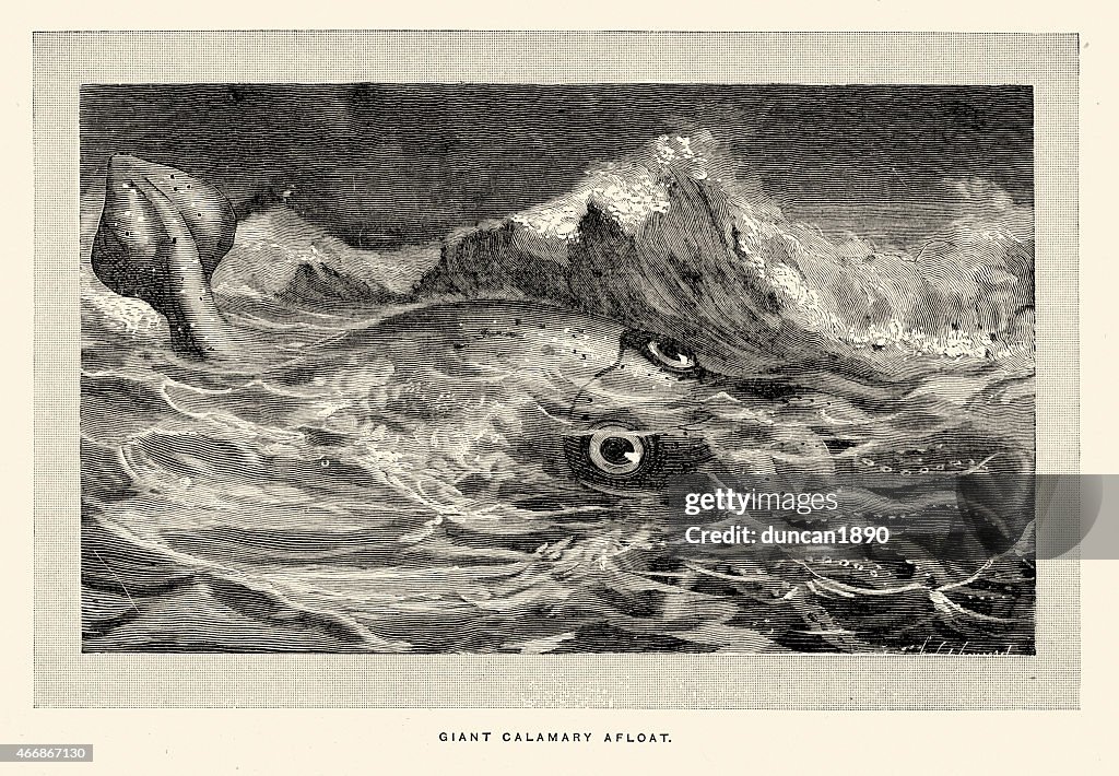 Sea monster - Giant squid