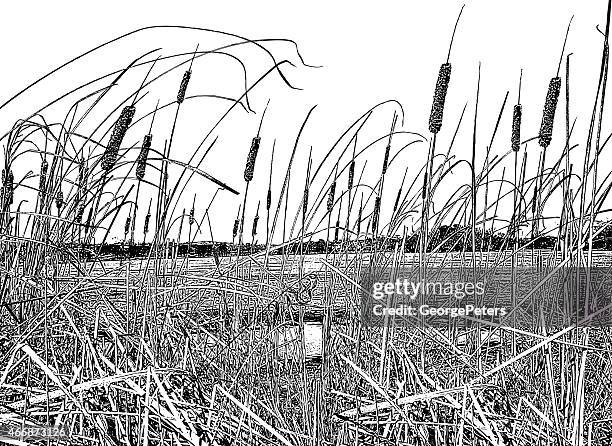 cattails in early spring - swamp illustration stock illustrations
