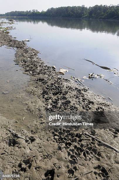 Pug marks of leopards on the wet sand of bank at Usmanpur area near Pusta on March 19, 2015 in New Delhi, India. According to the local residents...