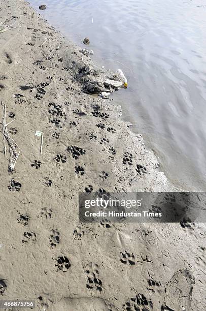 Pug marks of leopards on the wet sand of bank at Usmanpur area near Pusta on March 19, 2015 in New Delhi, India. According to the local residents...