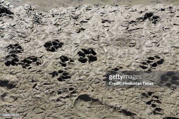 Pug marks of leopards on the wet sand of bank at Usmanpur area near Pusta on March 19, 2015 in New Delhi, India. According to the local residents...