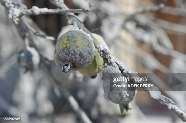 Guava fruits covered with volcanic ash after eruptions from Mount Sinabung in the village of Sigarang-garang in Karo on February 5, 2014. A volcano...