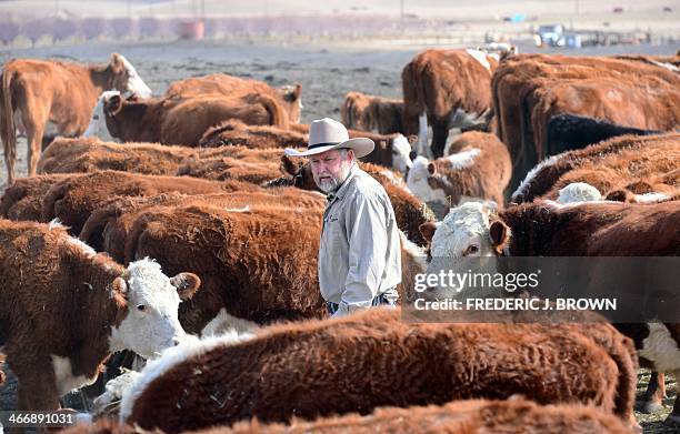 California Ranchers 1,367 Cattle Ranch California Stock Photos, High-Res Pictures, and ...