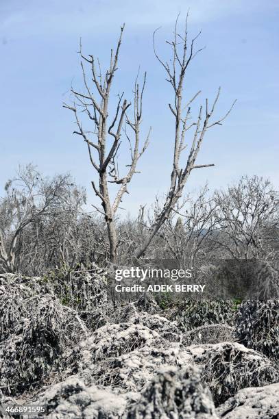 Barren trees and plants stand covered in volcanic ash at the abandoned village Sigarang-garang village in Karo on February 5, 2014 after eruptions...