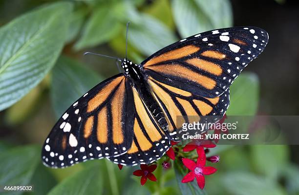 Monarch butterfly alights on a flower at the Chapultepec Zoo on March 19, 2015 in Mexico City. AFP PHOTO/Yuri CORTEZ