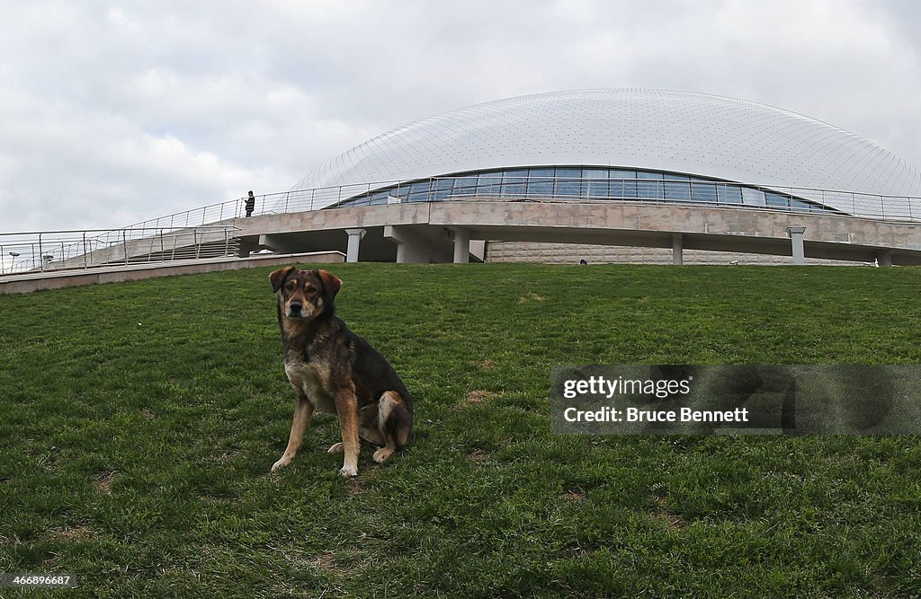 Previews - Winter Olympics Day -2