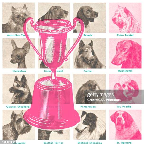 dog show trophy - best in show dog stock illustrations