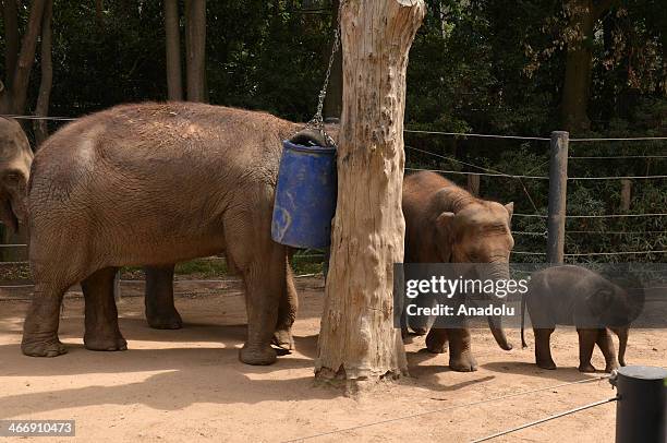 The new calf has been named Man Jai, which means "confident" in Thai in Melbourne, Australia on February 5, 2014. Born at an impressive 131kg, Man...