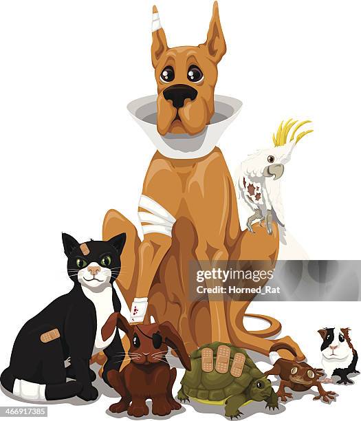 ilustrações de stock, clip art, desenhos animados e ícones de animais de estimação-no veterinário - grupo médio de animais