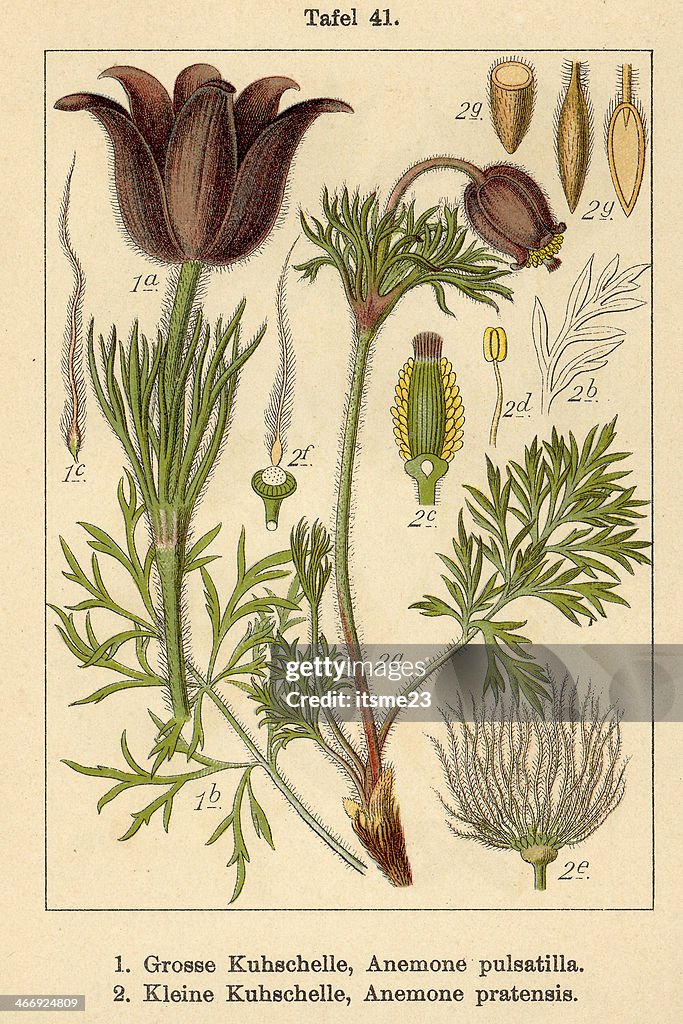 Botanic FiA v05 t41 Anemone pulsatilla et pratensis