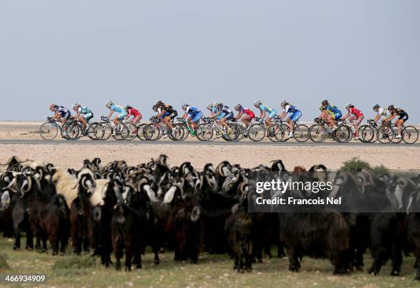 The peloton make their way through Al Mazzara during stage two of the 2014 Ladies Tour of Qatar from Al Zubara to Madinat Al Shamal on February 5,...