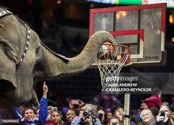 An elephant dunks a basketball during a Ringling Bros. And Barnum & Bailey Circus performance in Washington, DC on March 19, 2015. Across America...