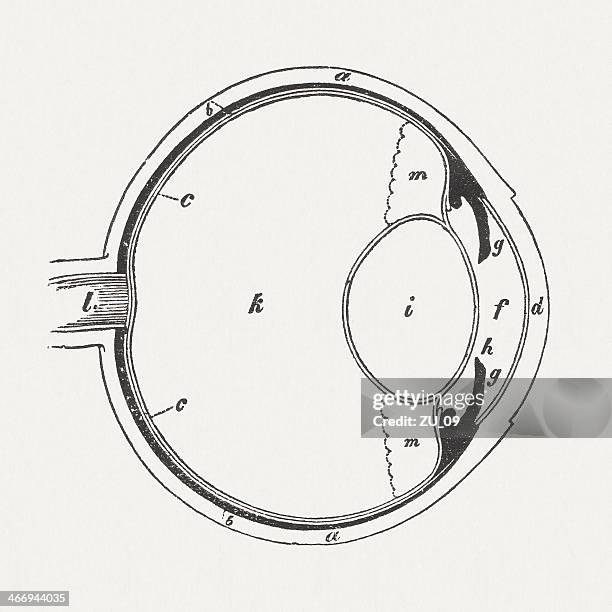 ilustraciones, imágenes clip art, dibujos animados e iconos de stock de ojo humano - optic nerve