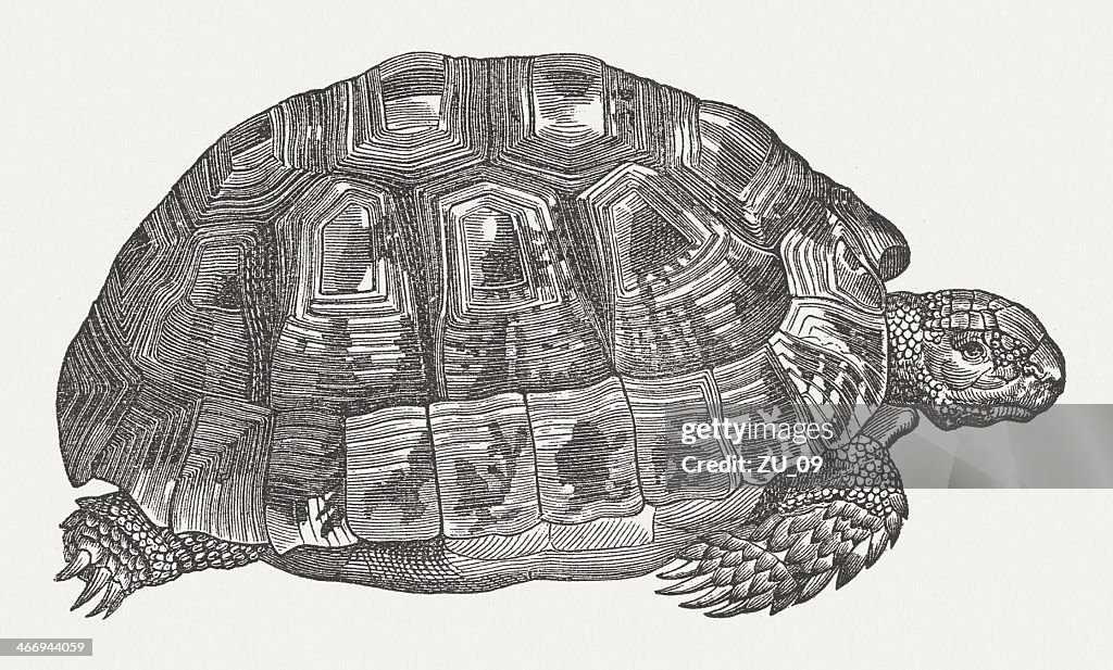 Spur-thighed tortoise (Testudo graeca), wood engraving, published in 1865