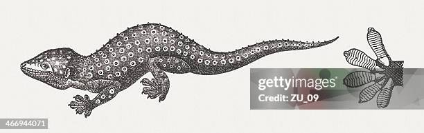 mediterranean house gecko (hemidactylus turcicus) and the foot with details - hemidactylus turcicus stock illustrations