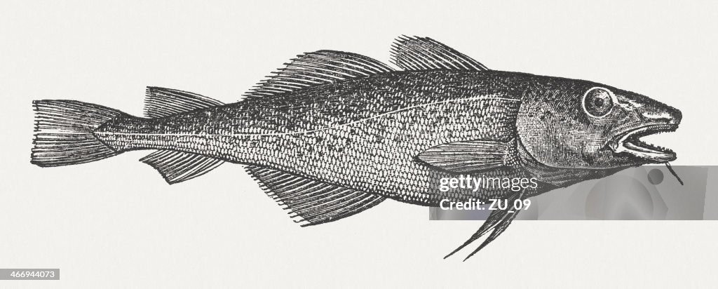 Atlantic cod (Gadus morhua), wood engraving, published in 1865