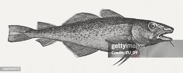 atlantic cod (gadus morhua), wood engraving, published in 1865 - fish cod stock illustrations