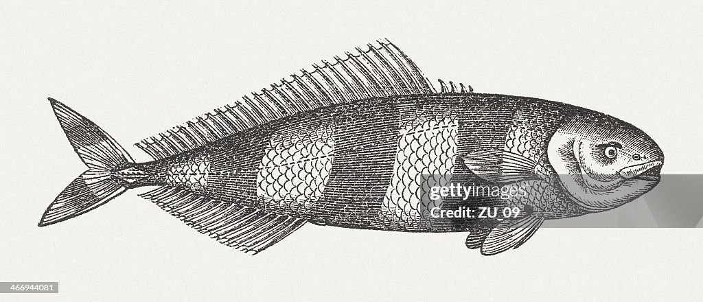 Pilot fish (Naucrates ductor), wood engraving, published in 1865