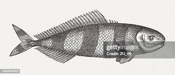 pilot fish (naucrates ductor), wood engraving, published in 1865 - bermuda chub stock illustrations