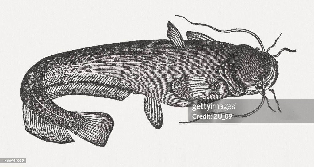 Wels catfish (Silurus glanis), wood engraving, published in 1865