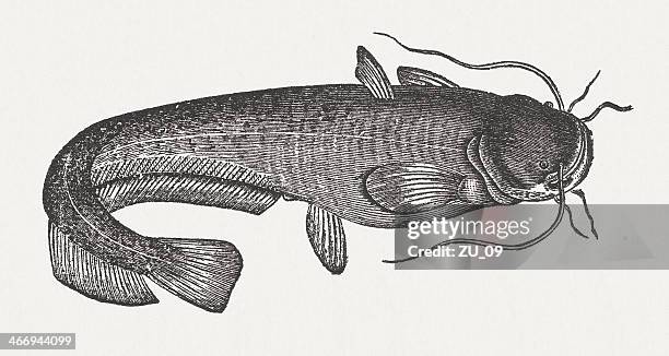 wels catfish (silurus glanis), wood engraving, published in 1865 - silurus glanis stock illustrations