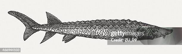 sturgeon (acipenseridae), wood engraving, published in 1865 - sturgeon stock illustrations