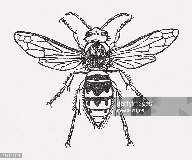 stockillustraties, clipart, cartoons en iconen met hornet (vespa crabro), wood engraving, published in 1865 - vespa