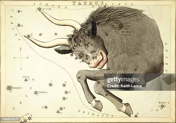stockillustraties, clipart, cartoons en iconen met taurus, second astrological sign of the zodiac - stier