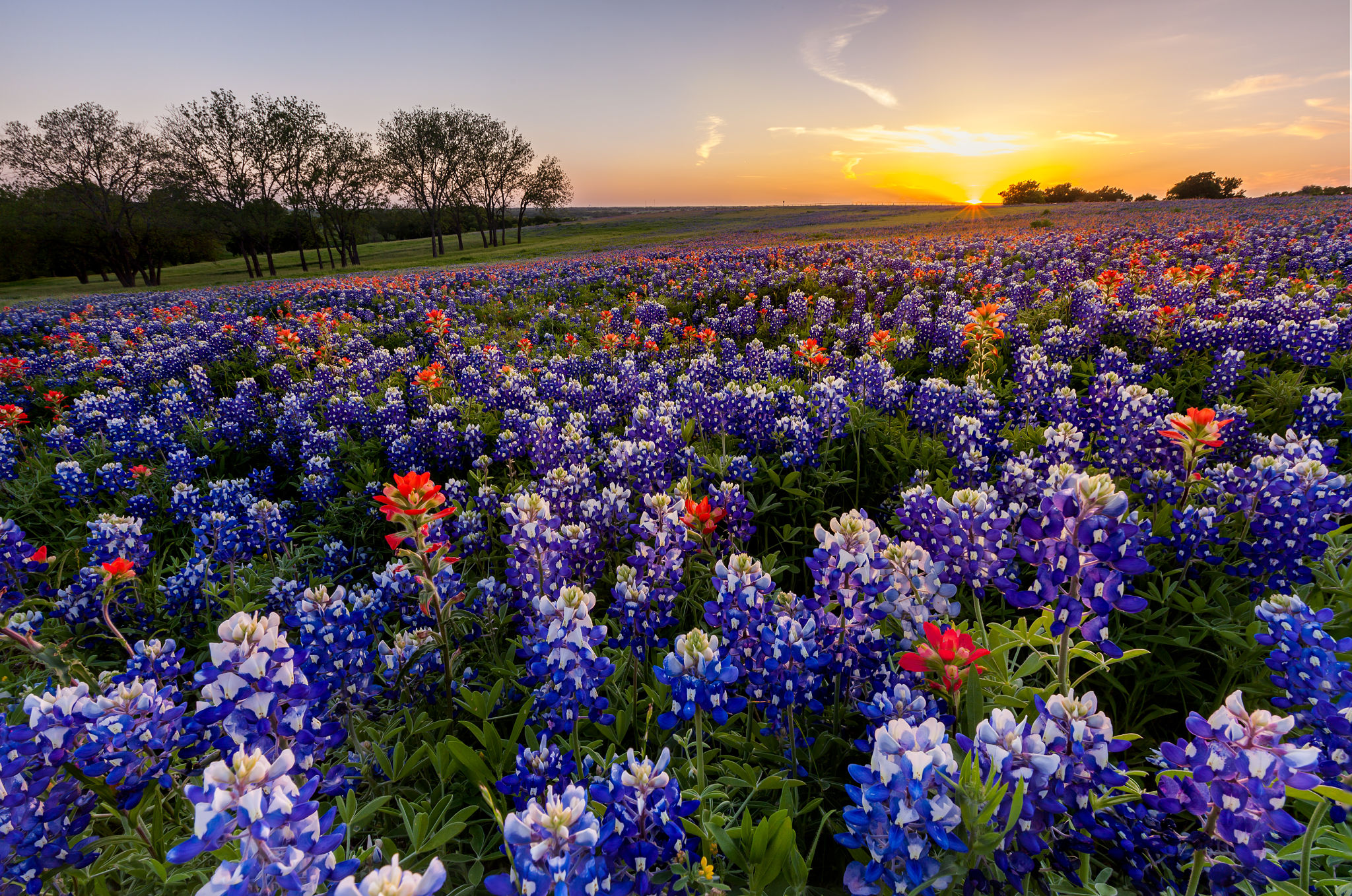 native texas trees