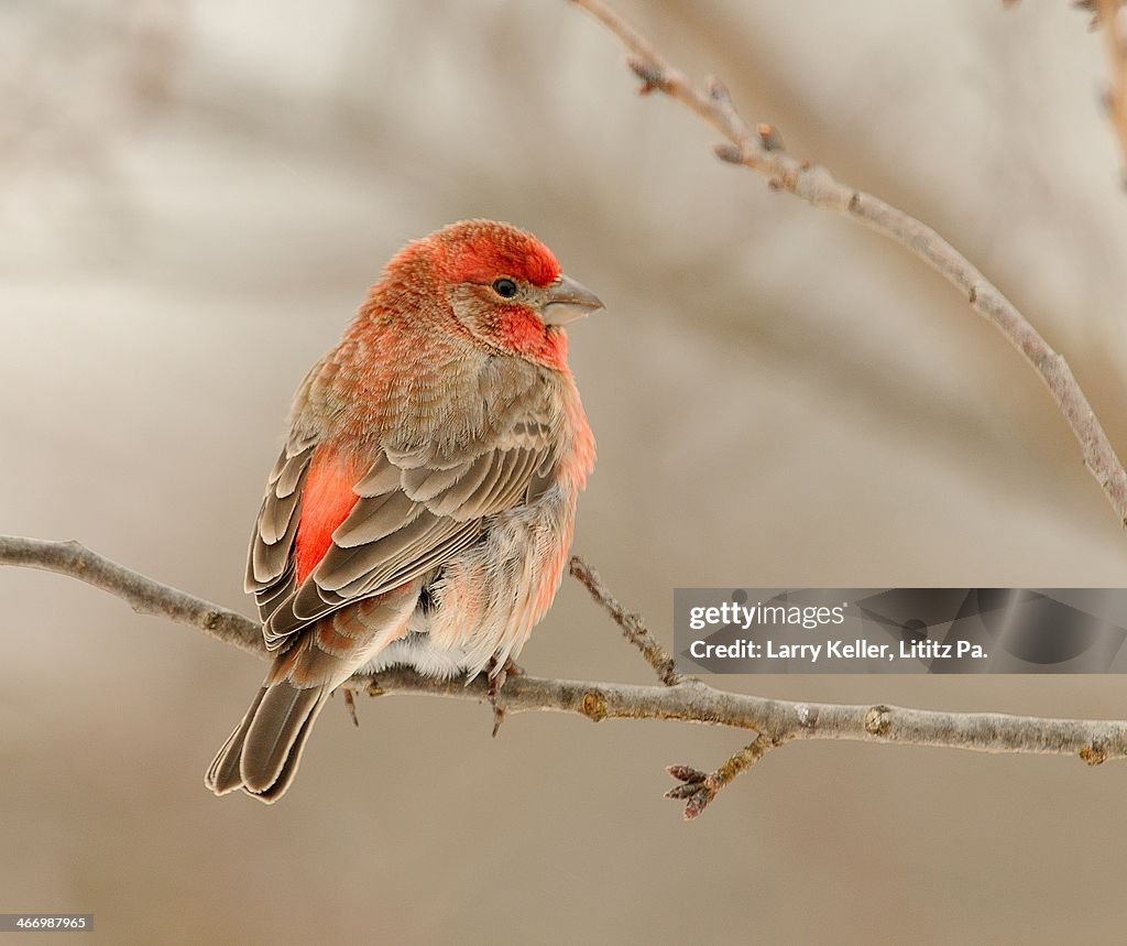 House Finch