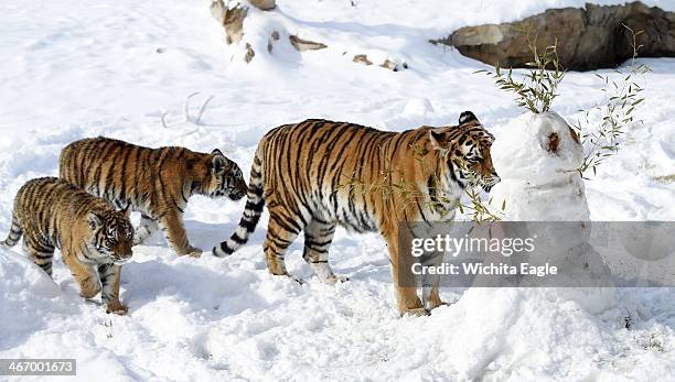 Tigers at the Sedgwick County Zoo in Wichita, Kan., play with a snowman on Wednesday, Feb. 5, 2014. Lady Stetson perfume was sprayed on the snowman...