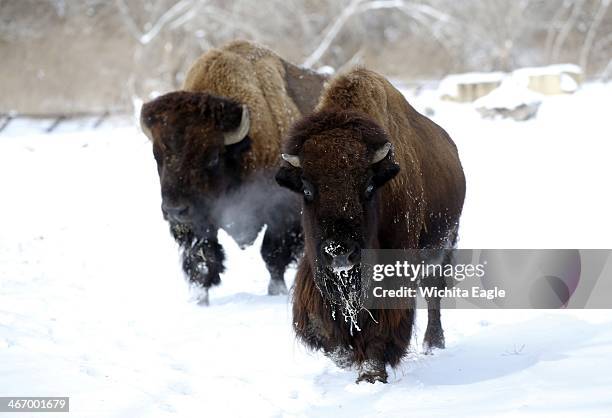 Bison at the Sedgwick County Zoo in Wichita, Kan., approach a zookeeper for alfalfa on Wednesday, Feb. 5, 2014.