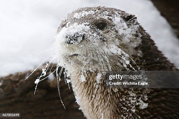 The snow and cold weather don't bother a river otter at the Sedgwick County Zoo in Wichita, Kan., on Wednesday, Feb. 5, 2014.