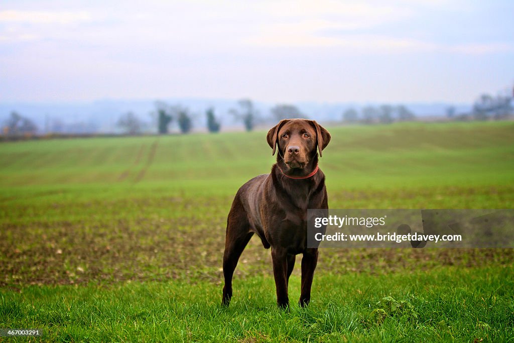 Brown Labrador standing in a Field