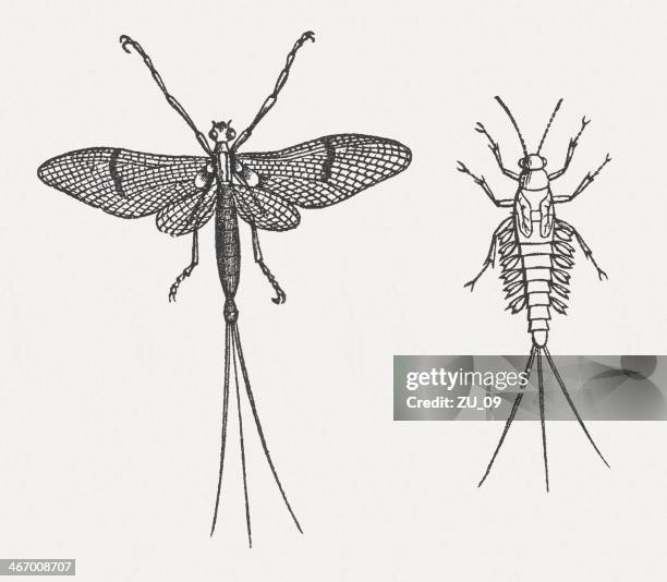 eintagsfliege (ephemera vulgata) und larve, publ. in 1865 - mayfly stock-grafiken, -clipart, -cartoons und -symbole