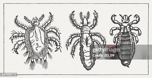 crab louse, body louse, head louse, wood engraving, published 1865 - pubic louse stock illustrations