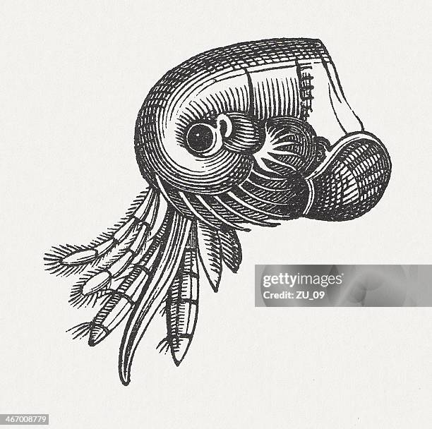 head of the human flea (pulex irritans), published in 1865 - human flea stock illustrations
