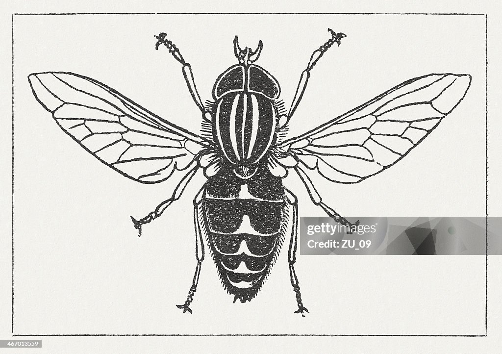 Pale giant horse-fly (Tabanus bovinus), wood engraving, published in 1865