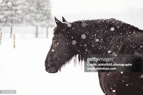 friesian horse in snow - friesian horse stock pictures, royalty-free photos & images