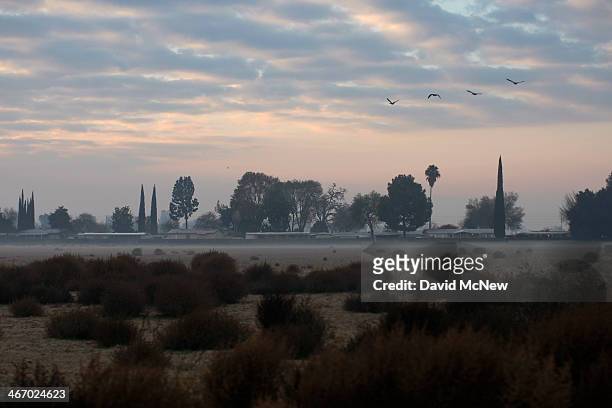Canadian geese fly over a tumbleweed-covered fallow field at sunrise on February 5, 2014 near Visalia, California. Now in its third straight year of...