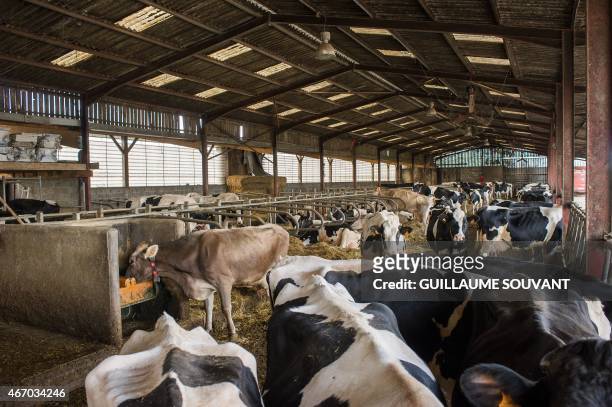 Prim'Holstein and Brunes des Alpes cows stands in a barn of a dairy farm on March 18, 2015 near Niort, eastern France. Thirty years after introducing...