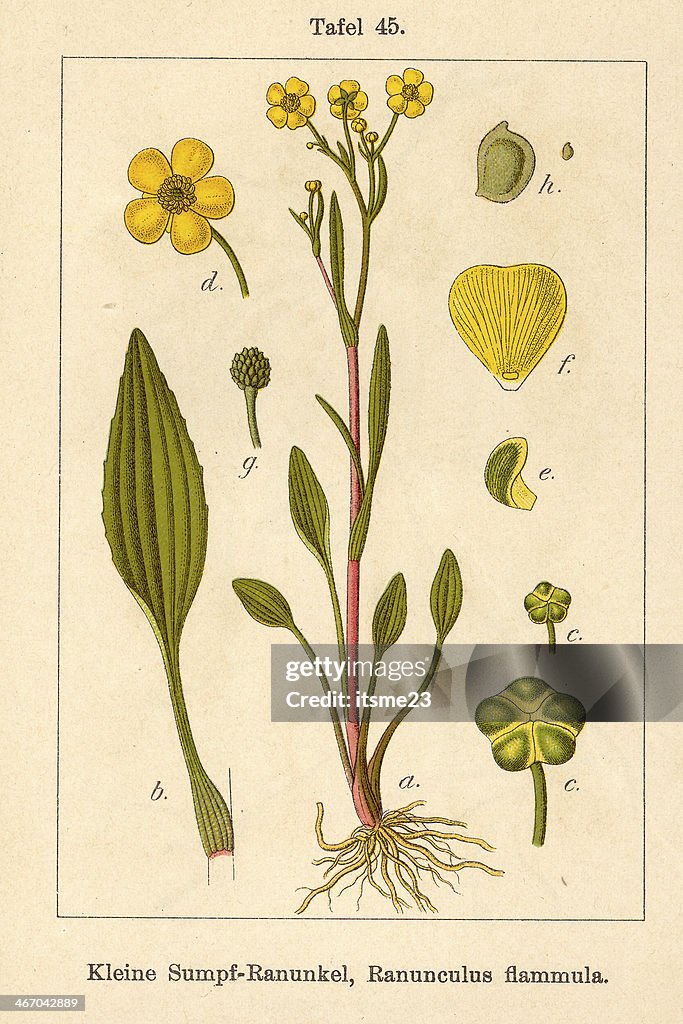 Botanic FiA v05 t45 Ranunculus flammula