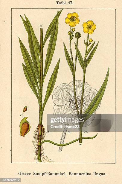 botanic fia v05 t47 ranunculus lingua - ranunculus lingua stock illustrations