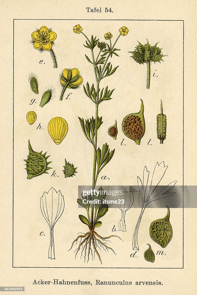 Botanic FiA v05 t54 Ranunculus arvensis