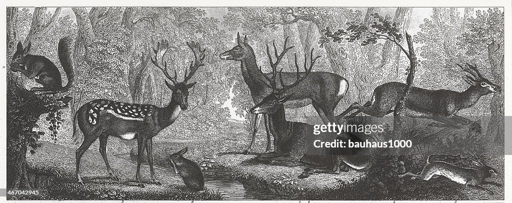 Deer And Rabbits Engraving High-Res Vector Graphic - Getty Images