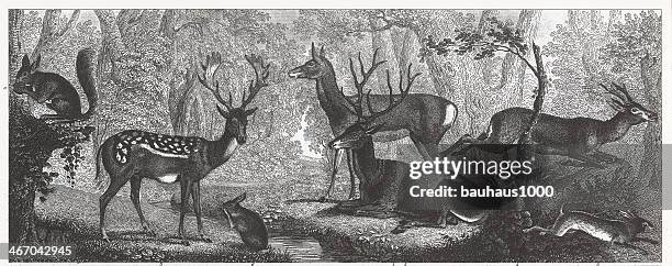 deer and rabbits engraving - roebuck bay stock illustrations