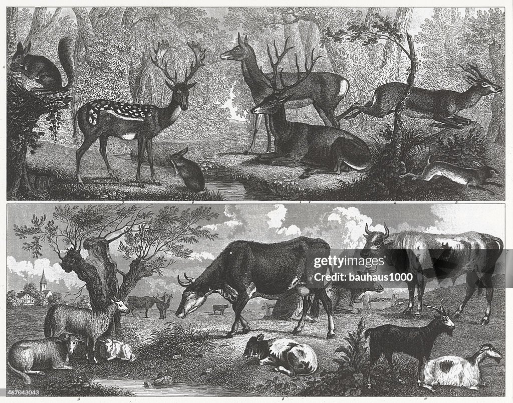 Deer and Farm Animals Engraving