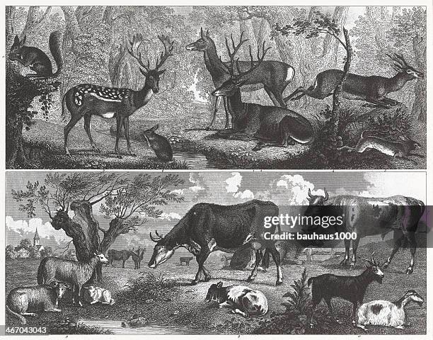 deer and farm animals engraving - roebuck bay stock illustrations