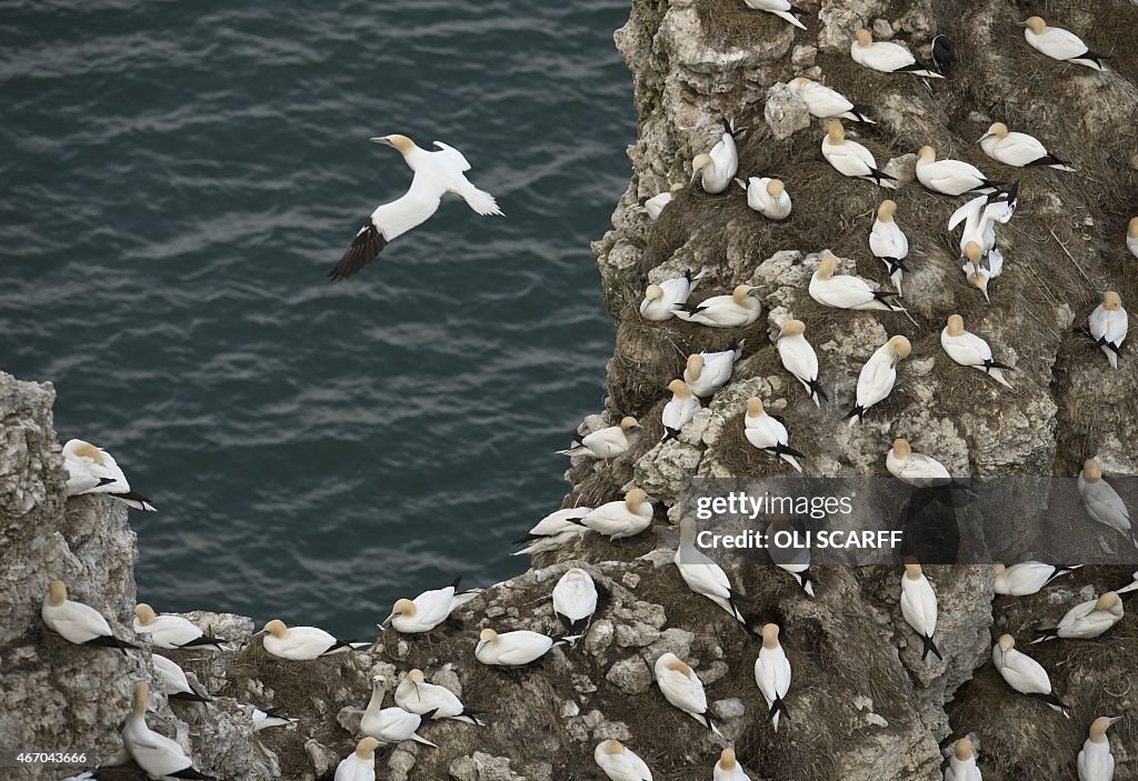 BRITAIN-WILDLIFE-SEABIRDS